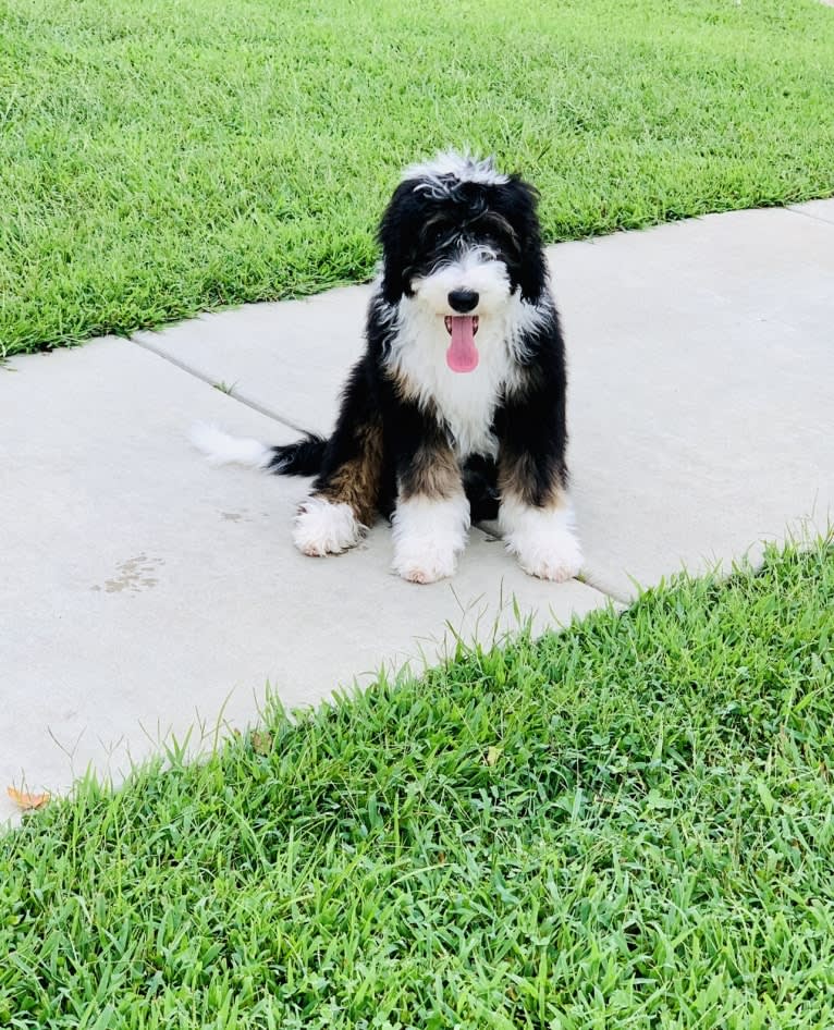 Remmy, a Sheepadoodle tested with EmbarkVet.com