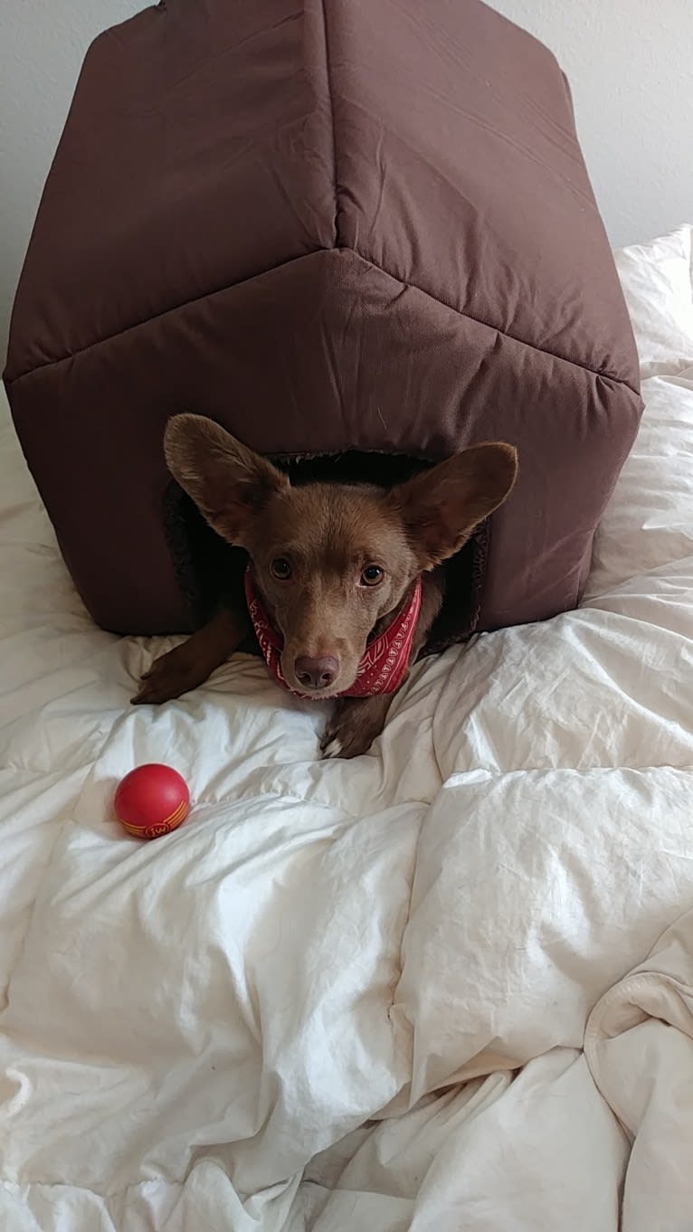 Little Red, a Russell-type Terrier and American Eskimo Dog mix tested with EmbarkVet.com