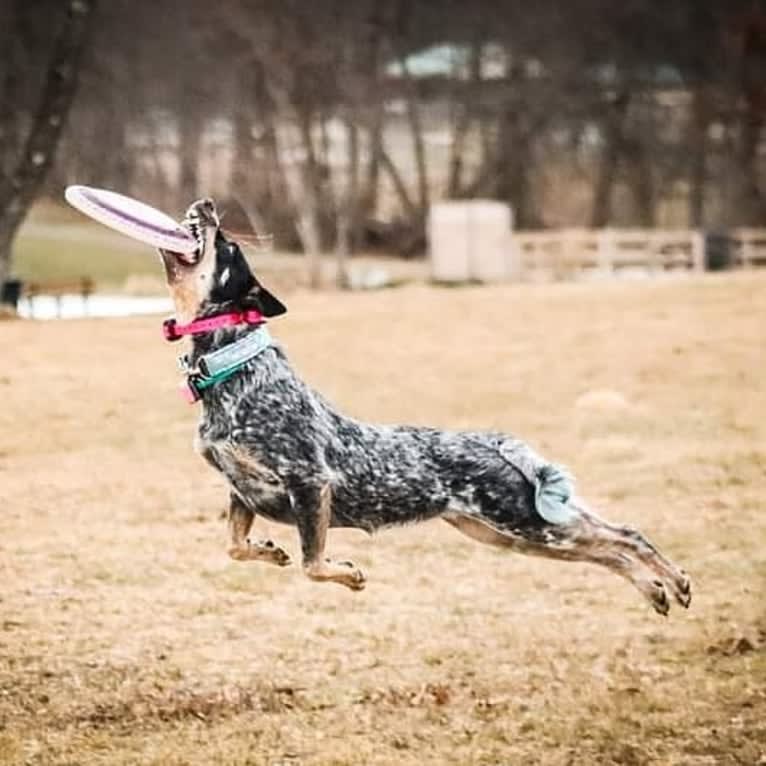 Millie AKA The Masked Millie, an Australian Cattle Dog tested with EmbarkVet.com