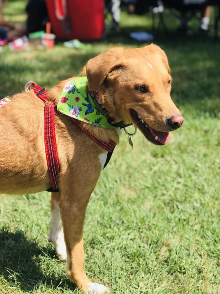 Jack, a Border Collie and Beagle mix tested with EmbarkVet.com