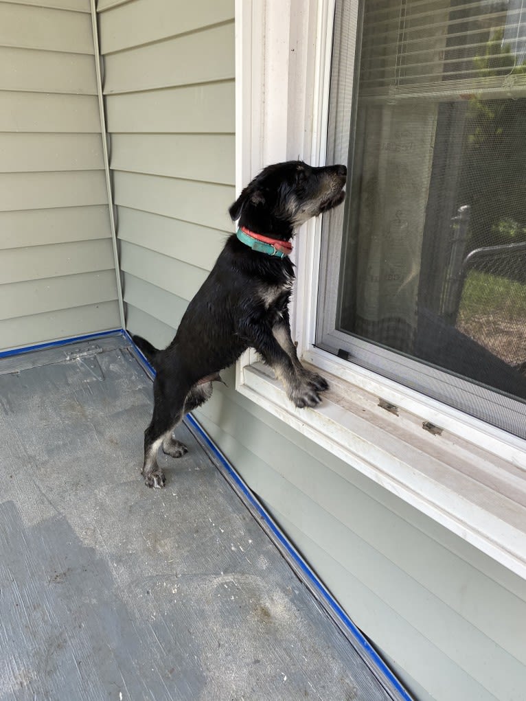 River, a Siberian Husky and Poodle (Standard) mix tested with EmbarkVet.com