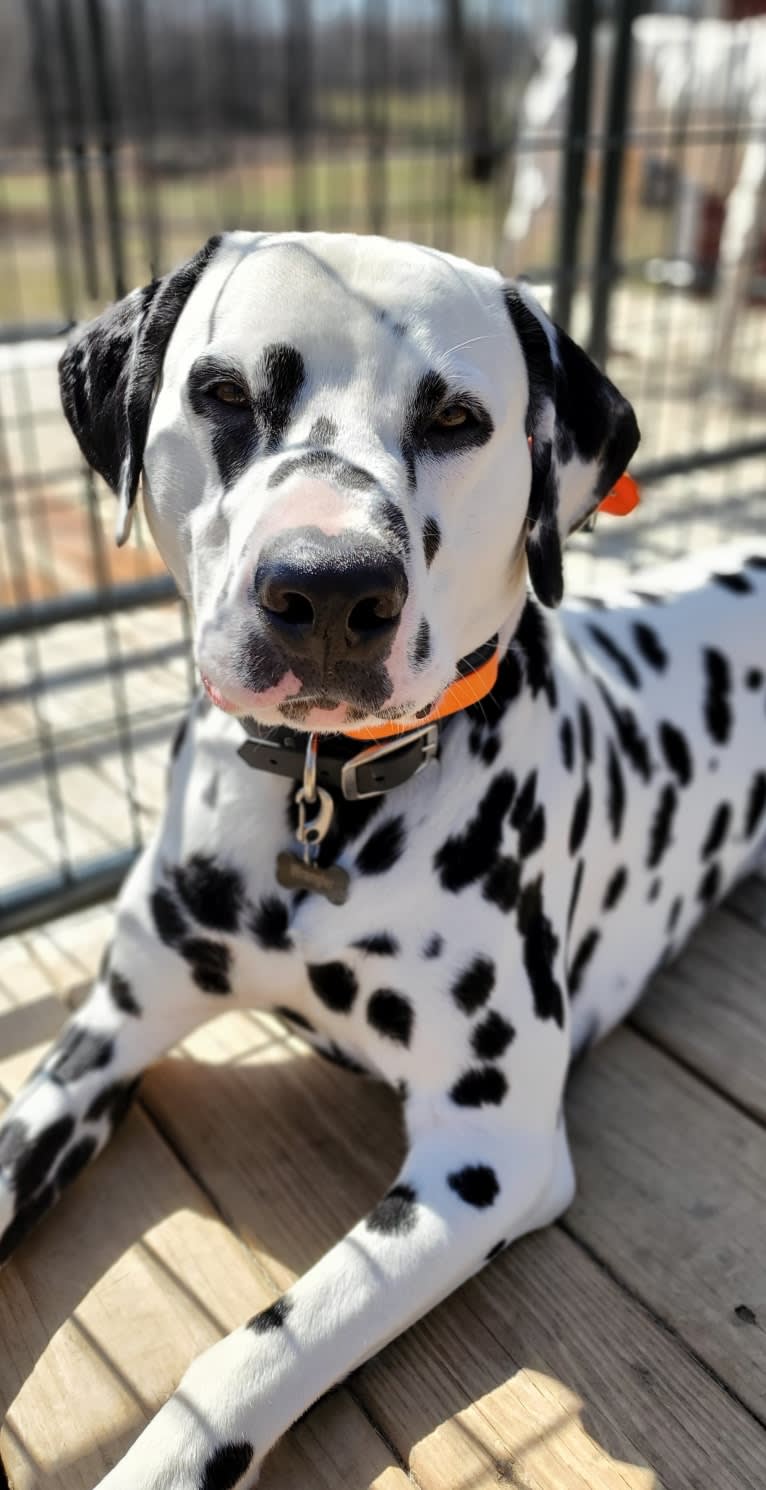 Wrangler, a Dalmatian tested with EmbarkVet.com