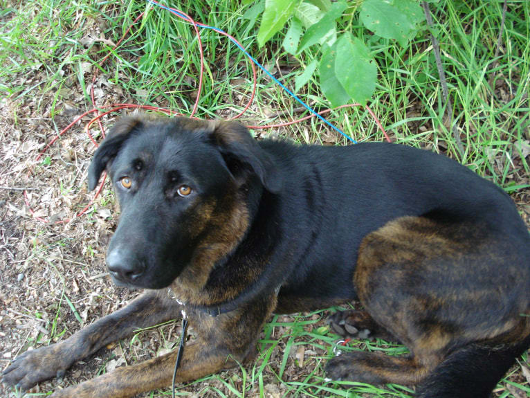 Henry, a Tibetan Mastiff and German Shepherd Dog mix tested with EmbarkVet.com