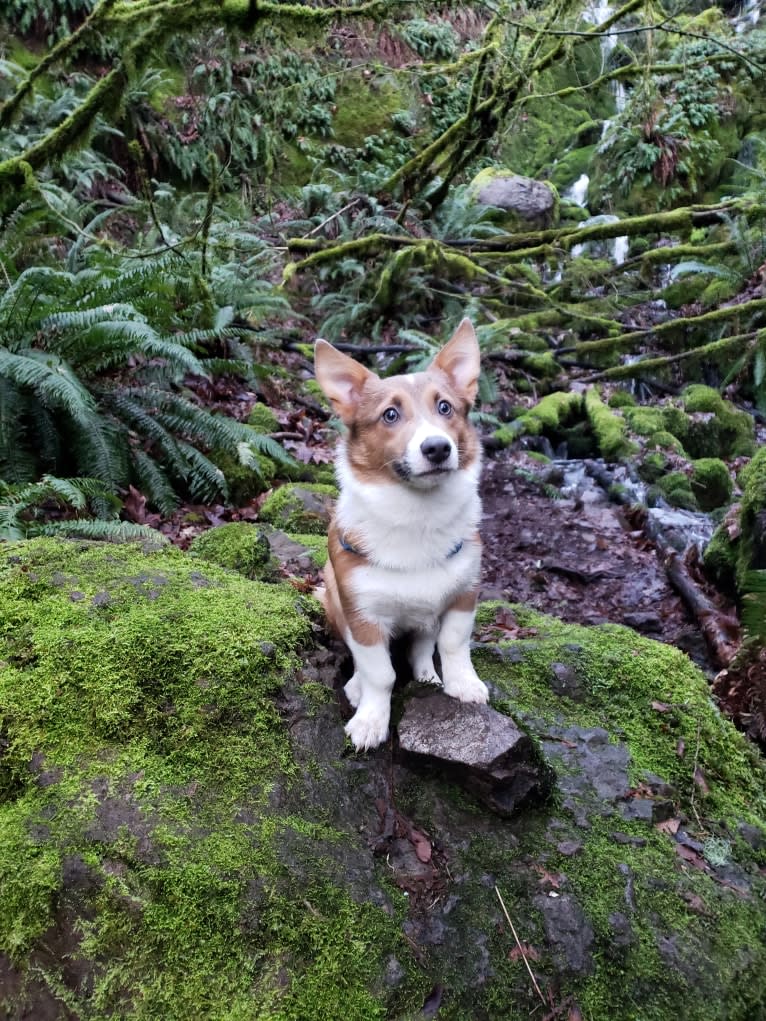 Loki, a Pembroke Welsh Corgi tested with EmbarkVet.com