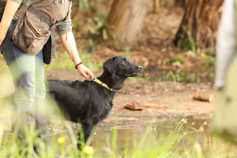 Hannah Blohm, a Flat-Coated Retriever tested with EmbarkVet.com