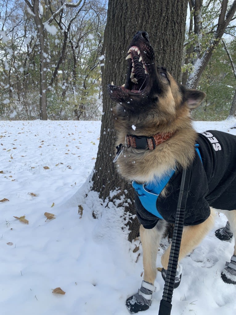 Rhett, a German Shepherd Dog tested with EmbarkVet.com