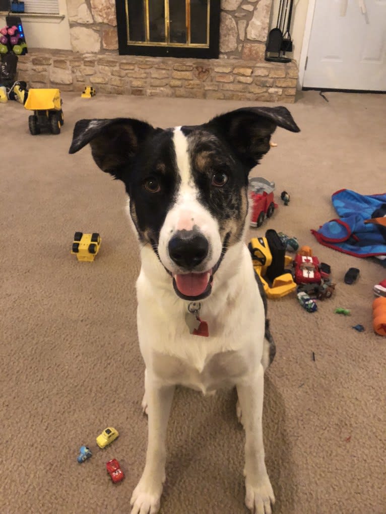 Luther, a Border Collie and Catahoula Leopard Dog mix tested with EmbarkVet.com