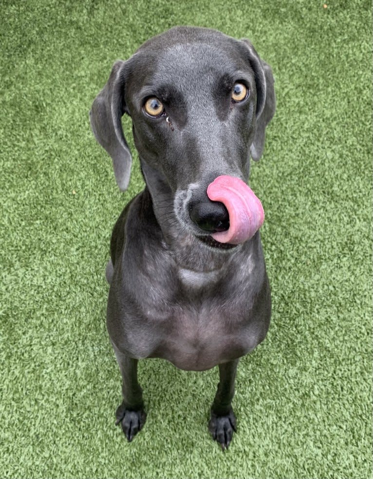 Stella, a Weimaraner tested with EmbarkVet.com