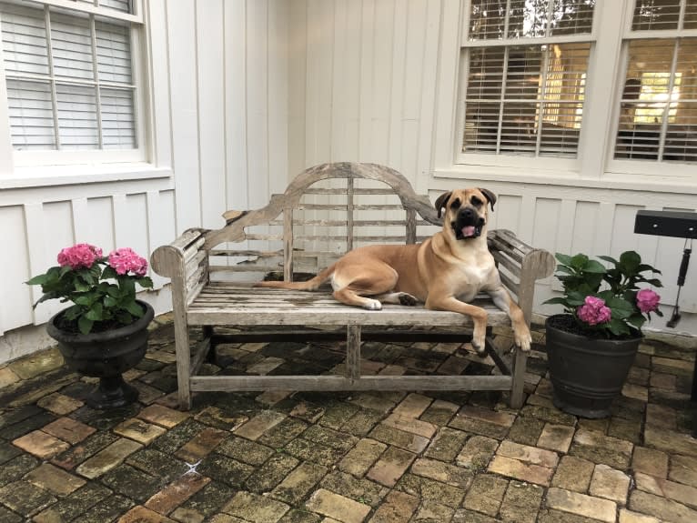 Baloo, a Cane Corso and Labrador Retriever mix tested with EmbarkVet.com