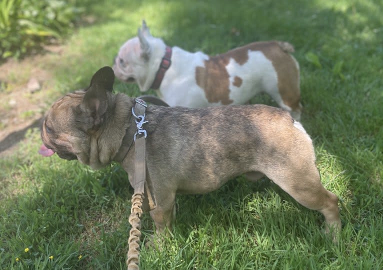 Louie, a French Bulldog and Bulldog mix tested with EmbarkVet.com