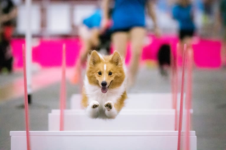 Hazelnut, a Shetland Sheepdog and Pomeranian mix tested with EmbarkVet.com