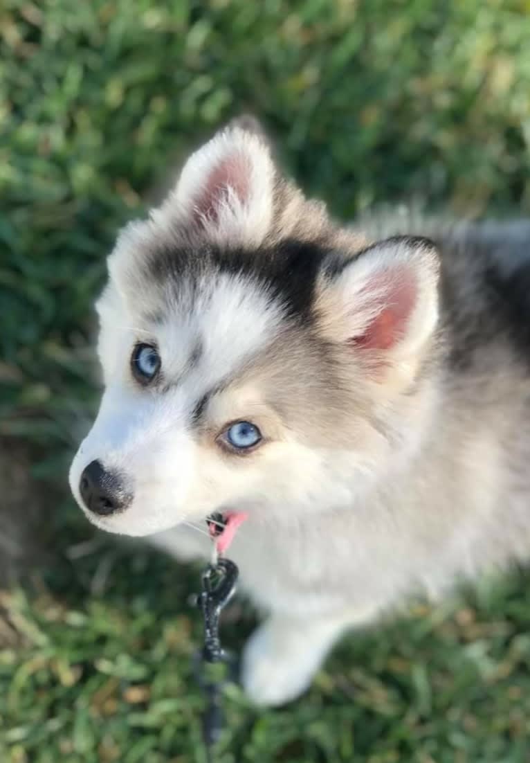 Purely's Izzie, a Pomsky tested with EmbarkVet.com