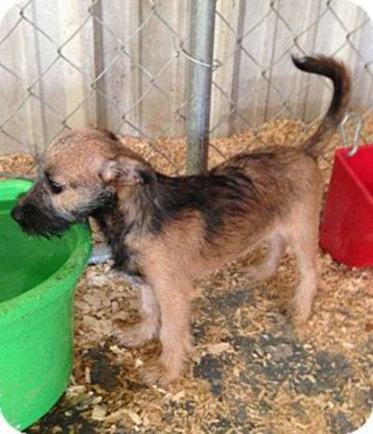 Cherry, a Chihuahua and Miniature Schnauzer mix tested with EmbarkVet.com