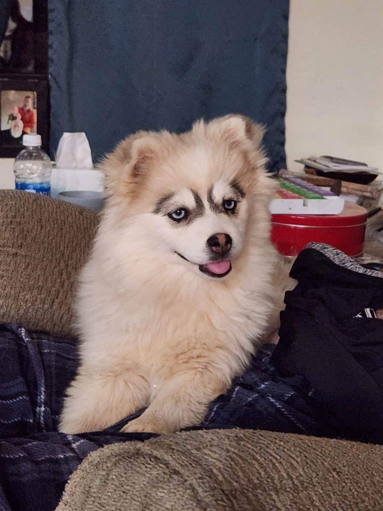 Nikki, a Pomeranian and Siberian Husky mix tested with EmbarkVet.com