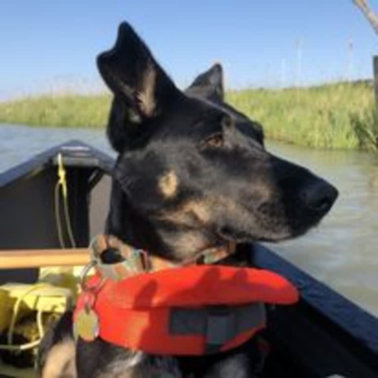 Noosa, an Australian Cattle Dog and German Shepherd Dog mix tested with EmbarkVet.com