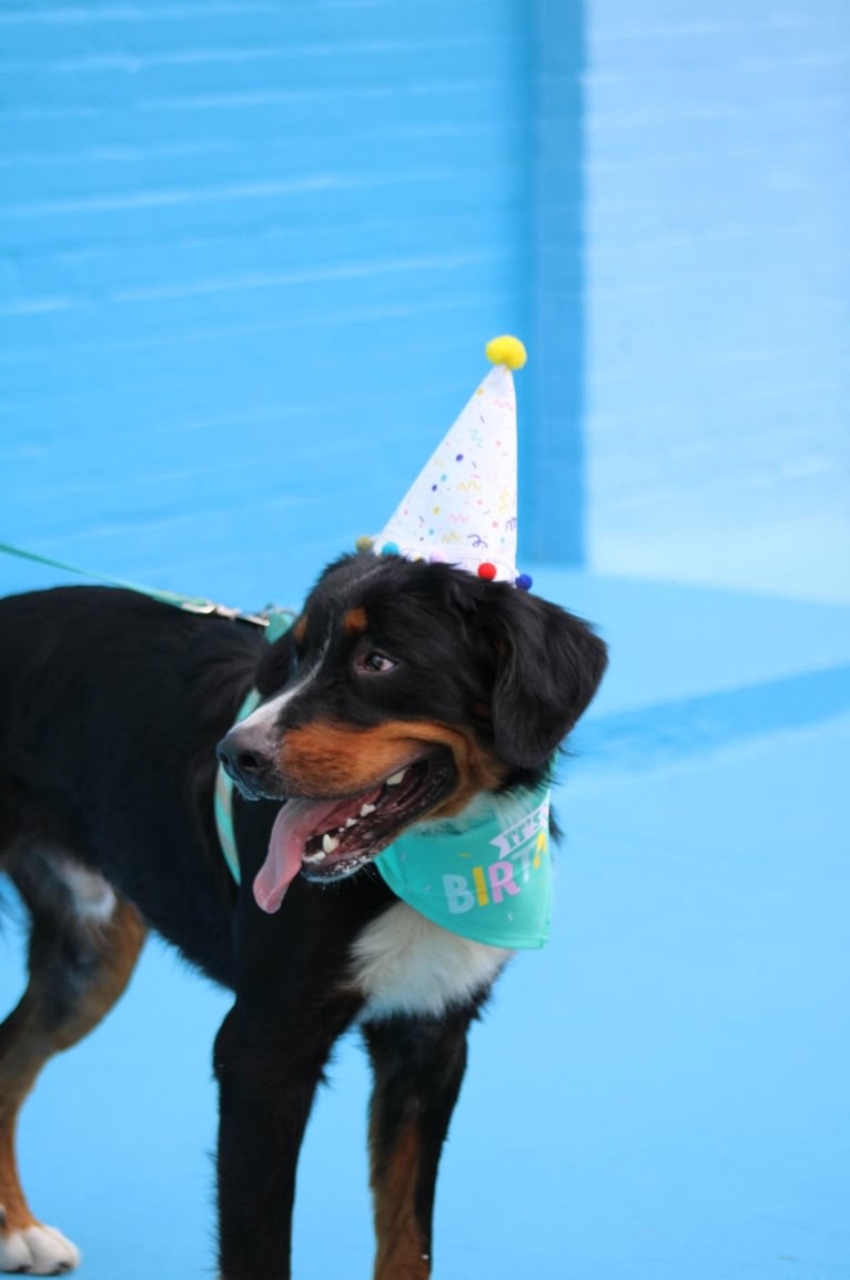 Archie, a Bernese Mountain Dog tested with EmbarkVet.com