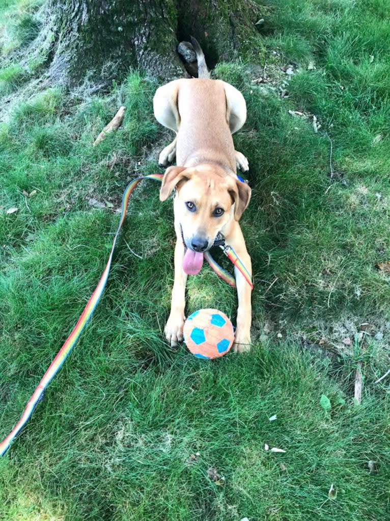 Frankie, a German Shepherd Dog and American Pit Bull Terrier mix tested with EmbarkVet.com