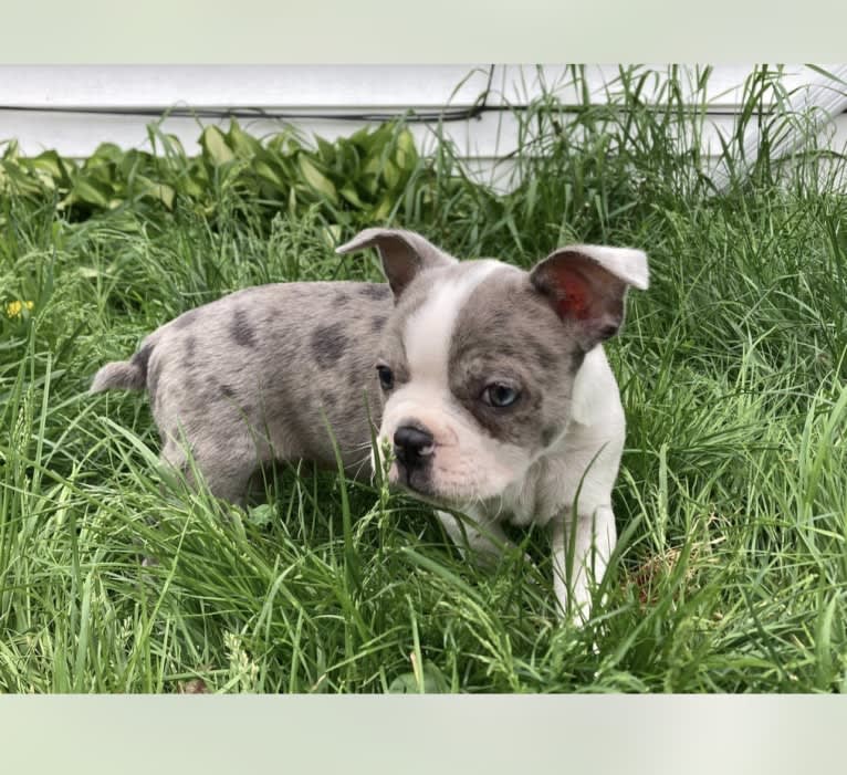 Aurinko, a Boston Terrier tested with EmbarkVet.com