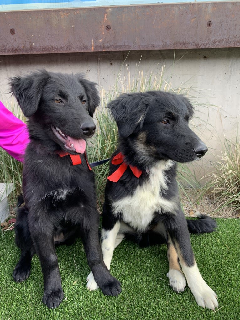 Thor, an Australian Cattle Dog and Chow Chow mix tested with EmbarkVet.com