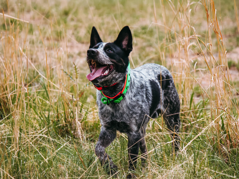 Bruce, an Australian Cattle Dog tested with EmbarkVet.com