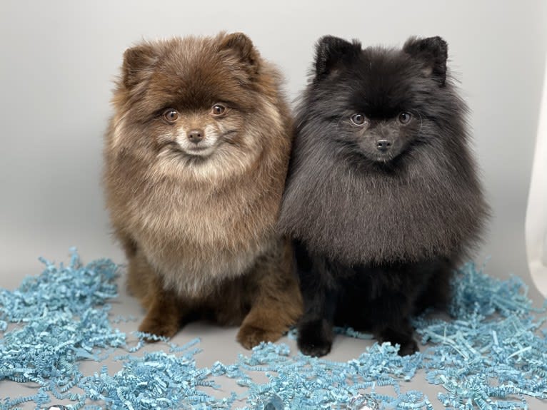 Egypt, a Pomeranian tested with EmbarkVet.com