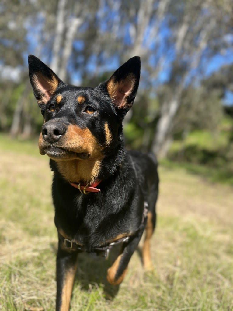 Billie Holiday, an Australian Kelpie tested with EmbarkVet.com