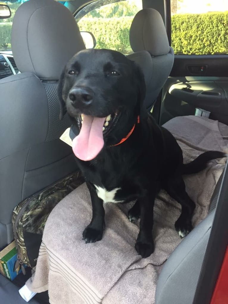 Murphy, a Beagle and Labrador Retriever mix tested with EmbarkVet.com