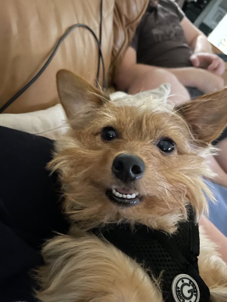 Winnie, a Yorkshire Terrier and Chihuahua mix tested with EmbarkVet.com