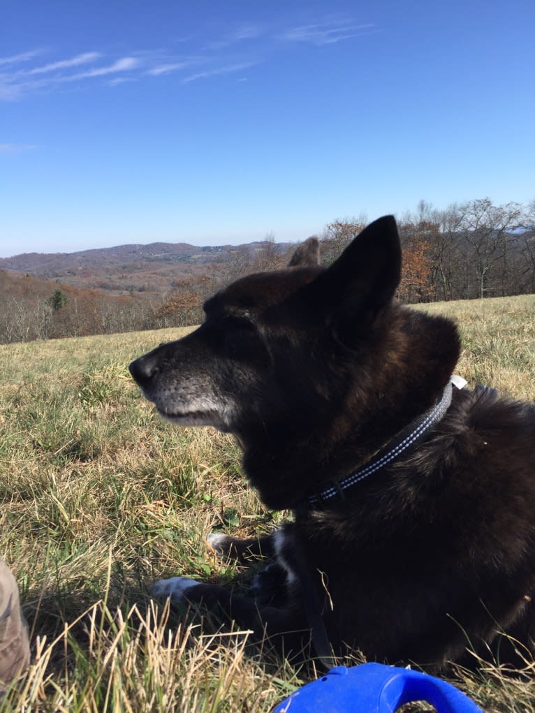 Fox, a Chow Chow and Australian Cattle Dog mix tested with EmbarkVet.com