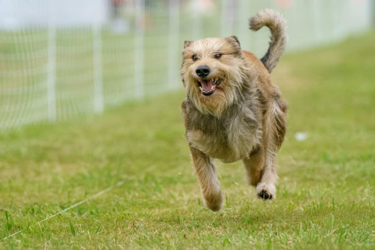 Atreyu, a Berger Picard tested with EmbarkVet.com