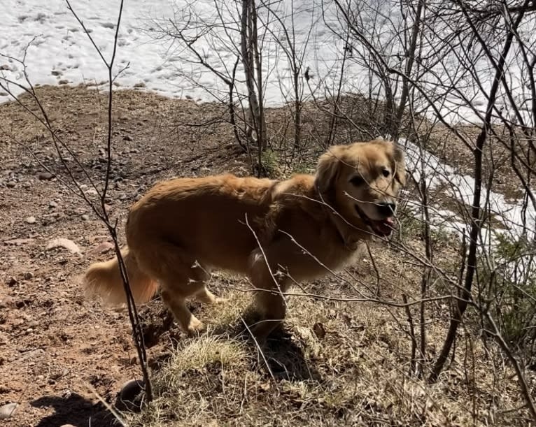 Timber “Gross Manor’s I’ll Be The One You Won’t Forget”, a Golden Retriever tested with EmbarkVet.com