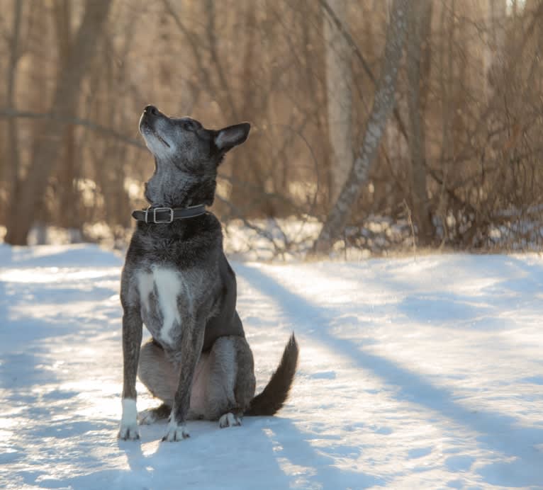 Olia, an European Village Dog tested with EmbarkVet.com