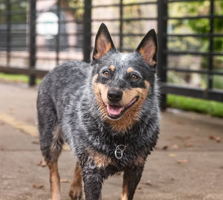 Malibu, an Australian Cattle Dog tested with EmbarkVet.com