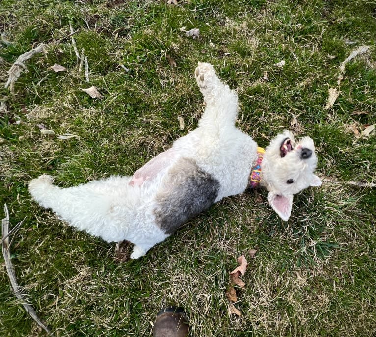 Dove Grist, a Wire Fox Terrier tested with EmbarkVet.com