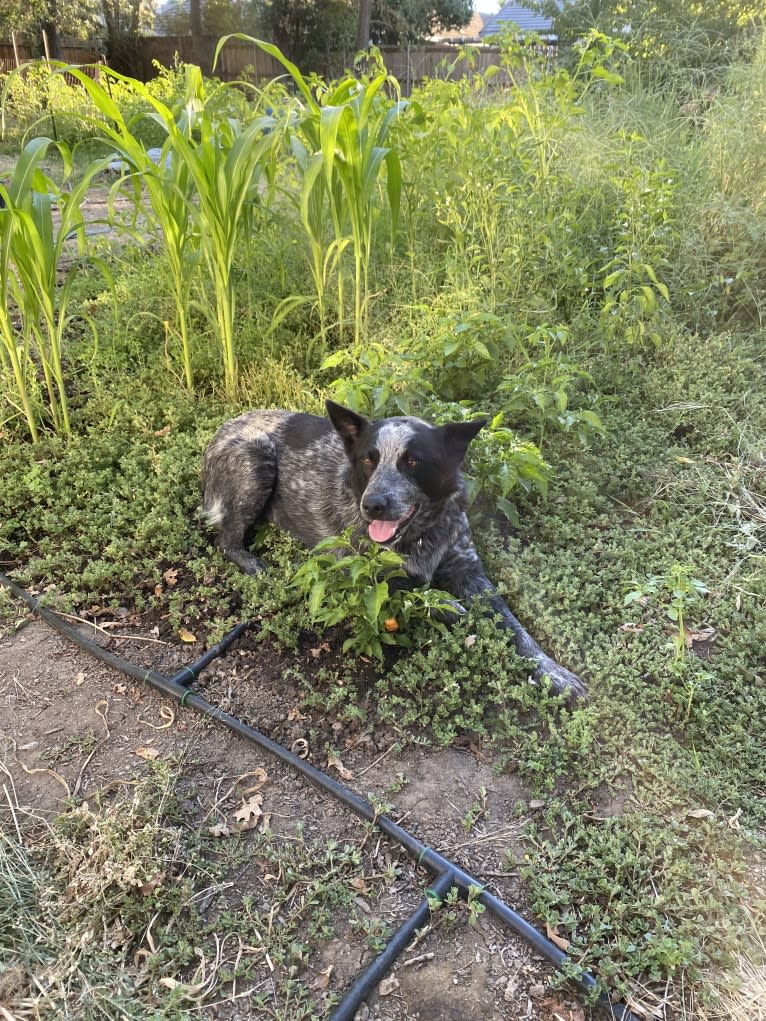 Bodie, an Australian Cattle Dog and Border Collie mix tested with EmbarkVet.com