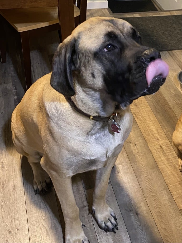 Gracie, a Mastiff tested with EmbarkVet.com