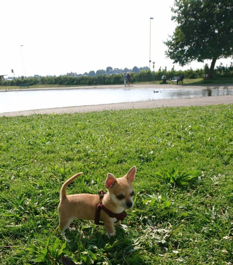 JOE, a Chihuahua and Yorkshire Terrier mix tested with EmbarkVet.com