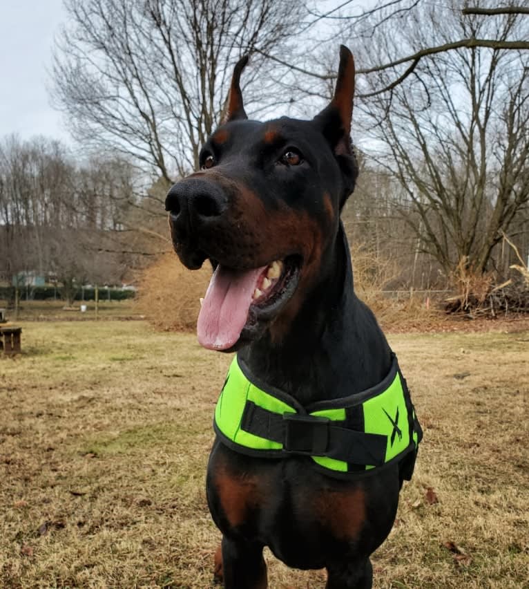 Draugr, a Doberman Pinscher tested with EmbarkVet.com