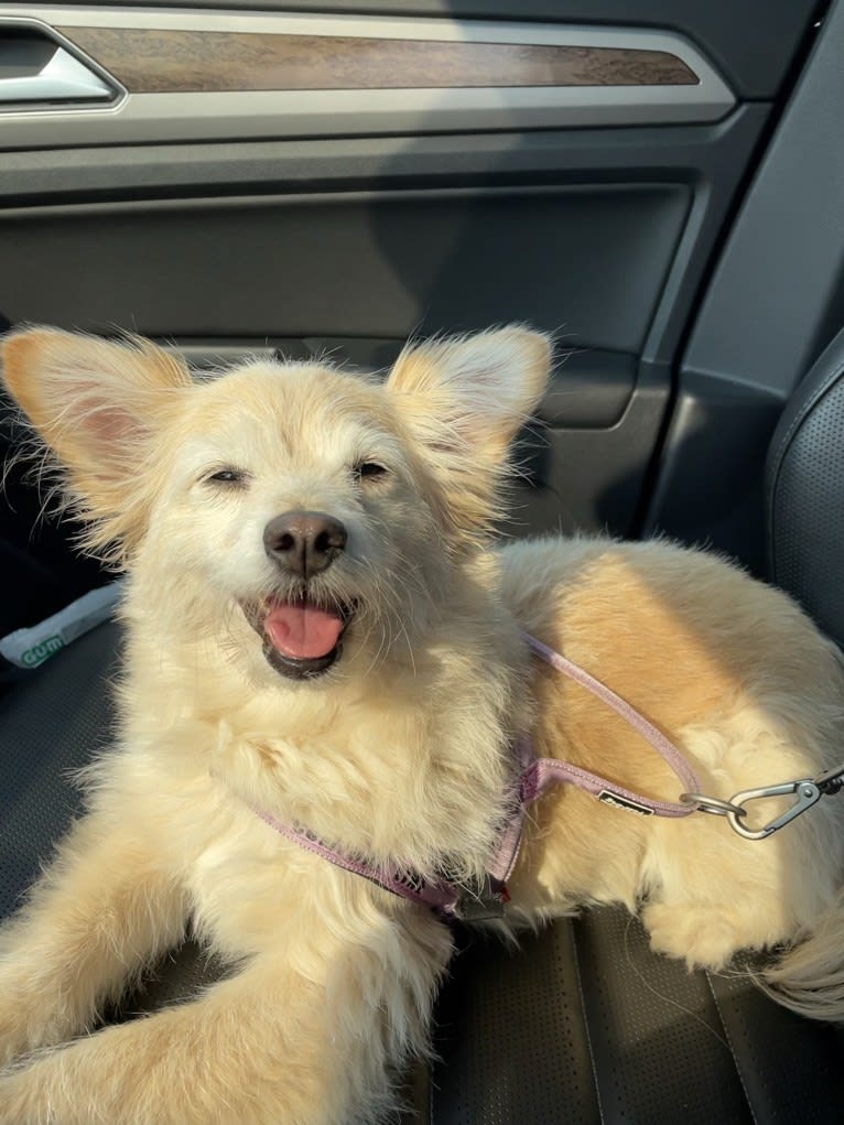 Lila, a Poodle (Small) and German Spitz mix tested with EmbarkVet.com