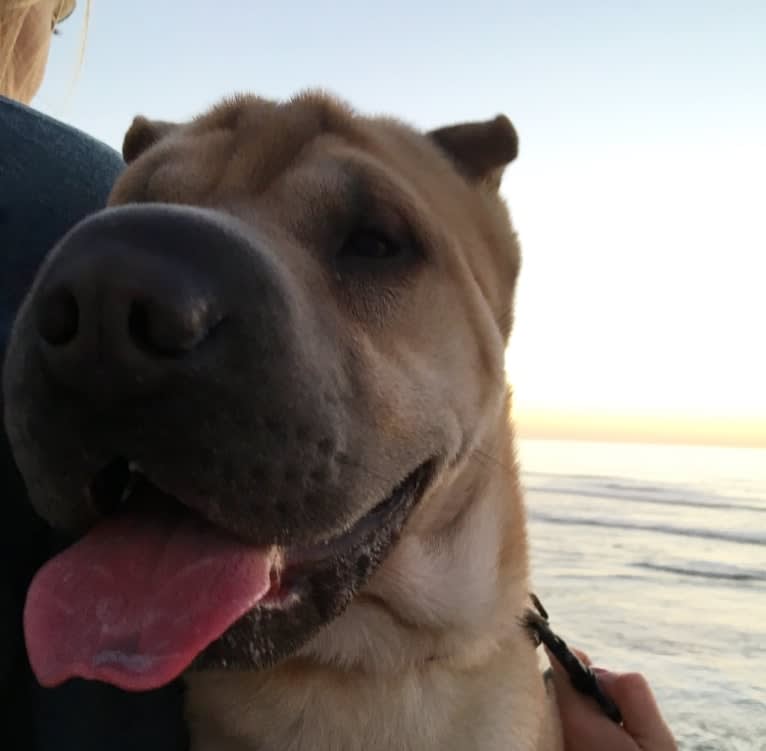 Sammy, a Chinese Shar-Pei tested with EmbarkVet.com