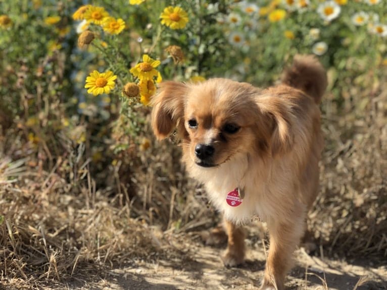 Cleo, a Cavalier King Charles Spaniel and Pomeranian mix tested with EmbarkVet.com