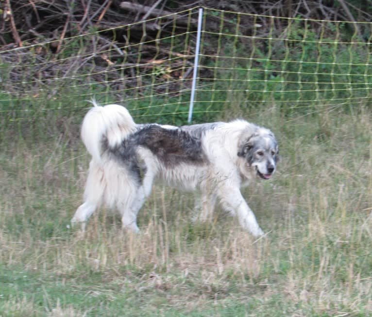 Kima, a Great Pyrenees tested with EmbarkVet.com