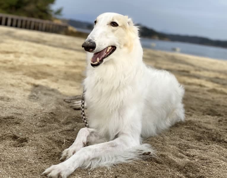 Gorbachev, a Borzoi tested with EmbarkVet.com