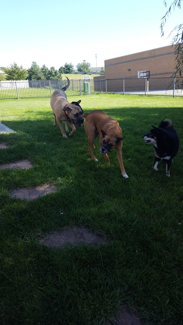 Vadar, a Boxer and Australian Shepherd mix tested with EmbarkVet.com