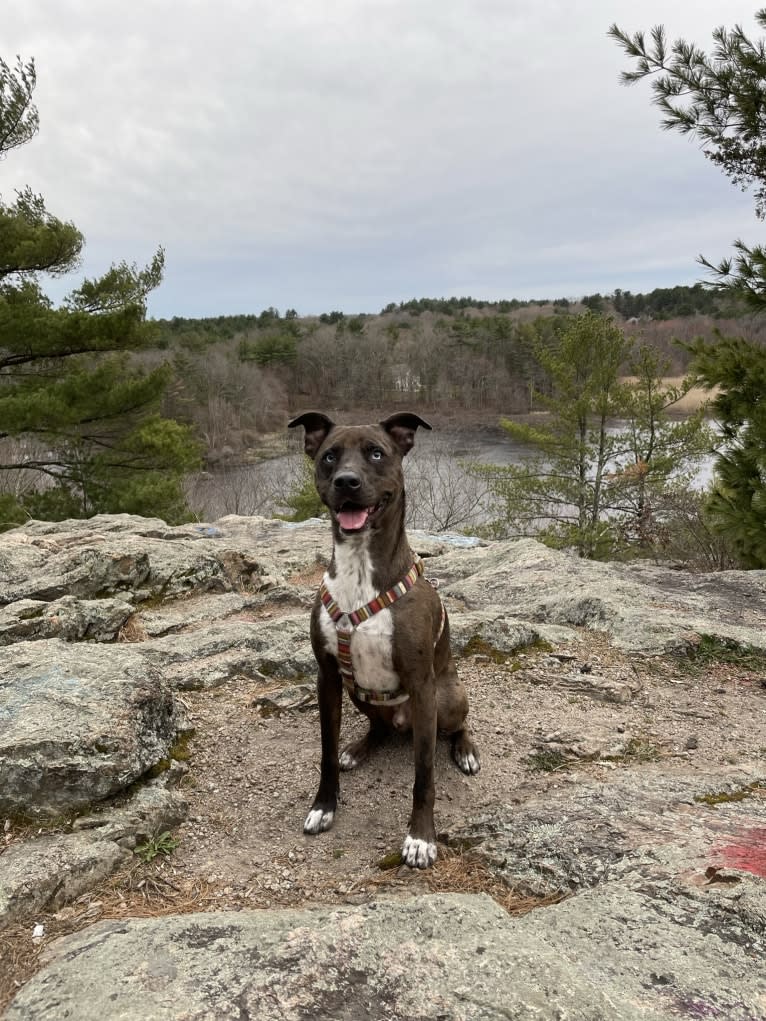 Atticus, an Australian Cattle Dog and American Pit Bull Terrier mix tested with EmbarkVet.com