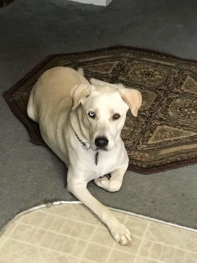 Vash the Stampede, a Siberian Husky and Bluetick Coonhound mix tested with EmbarkVet.com