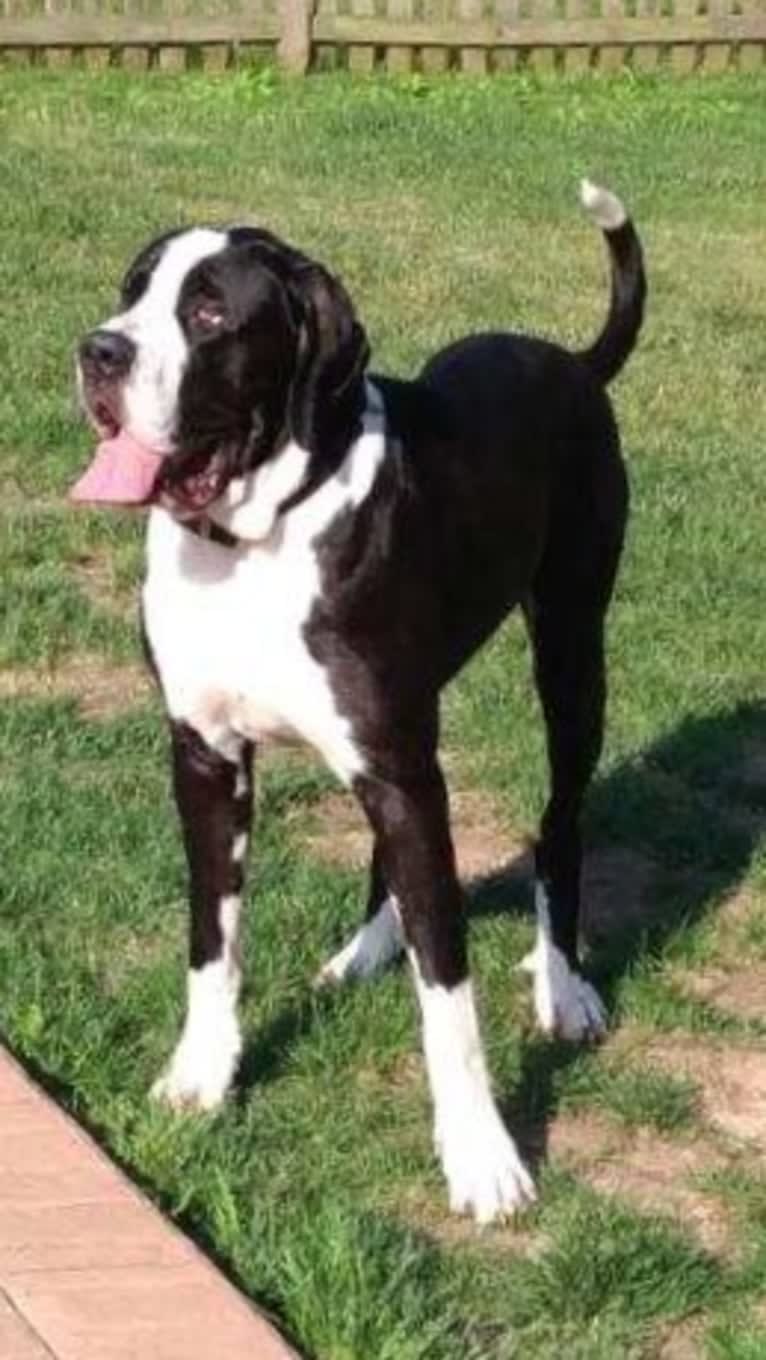 St bernard mastiff great dane mix store