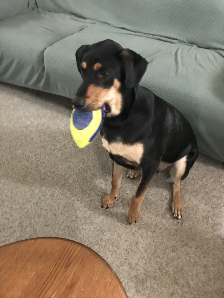 Wyatt, a Labrador Retriever and Doberman Pinscher mix tested with EmbarkVet.com