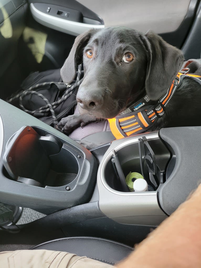 Starker, a Labrador Retriever and American English Coonhound mix tested with EmbarkVet.com