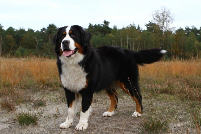 Lexi, a Bernese Mountain Dog tested with EmbarkVet.com